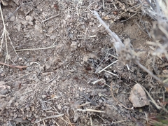 Pheidole obtusospinosa