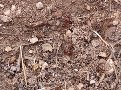 Pheidole obtusospinosa