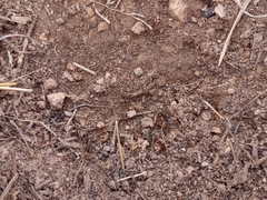 Pheidole obtusospinosa