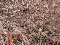 Pheidole obtusospinosa