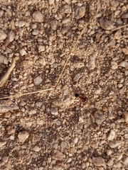 Pheidole obtusospinosa
