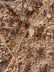Pheidole obtusospinosa