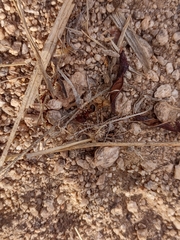 Pheidole obtusospinosa
