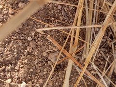 Pheidole obtusospinosa