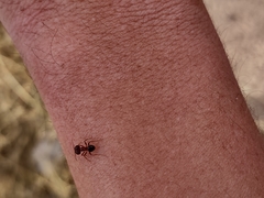 Pheidole obtusospinosa