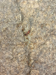 Pheidole hyatti