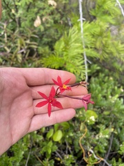 Epidendrum × obrienianum