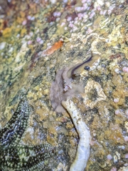 Leptoplanoidea