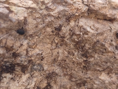 Pheidole obtusospinosa