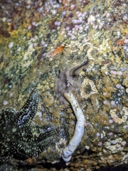 Leptoplanoidea