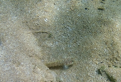 Gobius roulei
