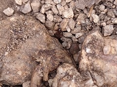 Pheidole obtusospinosa
