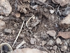 Pheidole obtusospinosa