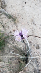 Dipterostemon capitatus capitatus