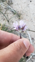 Dipterostemon capitatus capitatus