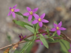 Zeltnera calycosa