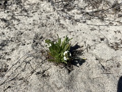 Cryptantha leiocarpa