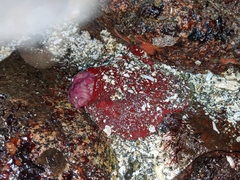 Urticina clandestina