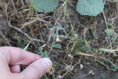 Acmispon americanus americanus