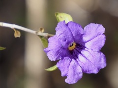 Ruellia californica peninsularis