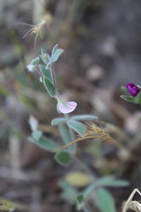 Acmispon americanus americanus