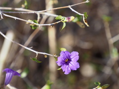 Ruellia californica peninsularis