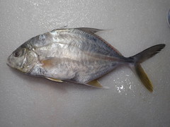 Carangichthys oblongus