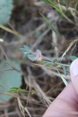 Acmispon americanus americanus