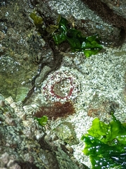 Urticina clandestina