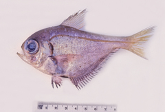 Pempheris compressa