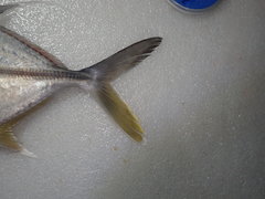 Carangichthys oblongus
