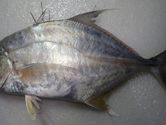 Carangichthys oblongus
