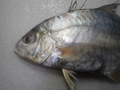 Carangichthys oblongus