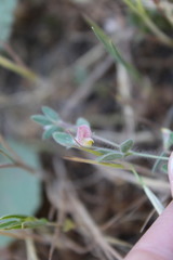 Acmispon americanus americanus