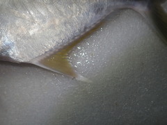 Carangichthys oblongus