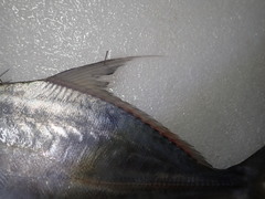 Carangichthys oblongus
