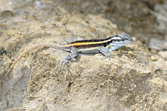 Sceloporus smithi