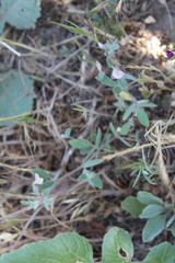 Acmispon americanus americanus