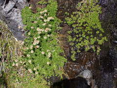 Celmisia bellidioides