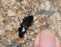 Gnathaphanus philippensis