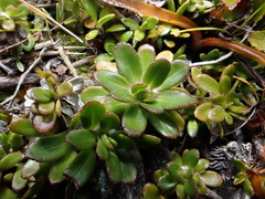 Celmisia bellidioides