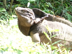 Cyclura pinguis