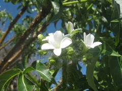 Cnidoscolus tubulosus