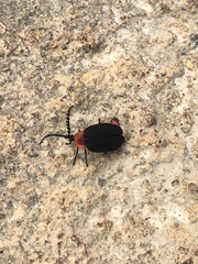 Pyrocoelia sanguiniventer