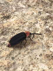 Pyrocoelia sanguiniventer