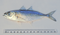 Selar crumenophthalmus