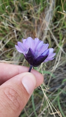 Dipterostemon capitatus capitatus