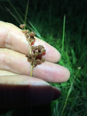 Juncus marginatus