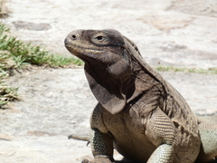 Cyclura pinguis