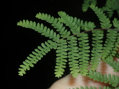 Gleichenia rupestris